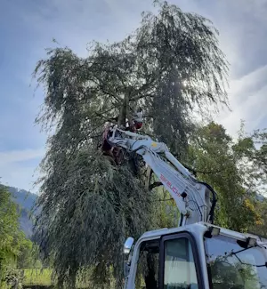 Baum fällen, Schmid-Erdbau, Lösungen, Leiblachtal